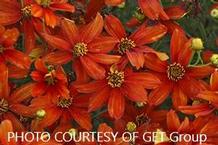 Coreopsis 'Crazy Cayanne' Coreopsis 'Crazy Cayanne'