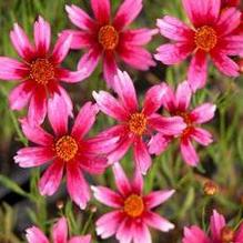 Coreopsis 'Heaven's Gate' Coreopsis 'Heaven's Gate'