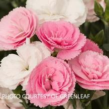 Dianthus Constant® Cadence 'Peach Milk' Dianthus Constant® Cadence 'Peach Milk'