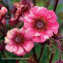 Geum TEMPO™ Rose Geum TEMPO™ Rose
