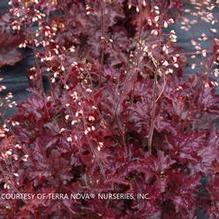 Heuchera 'Blackberry Crisp' Heuchera 'Blackberry Crisp'