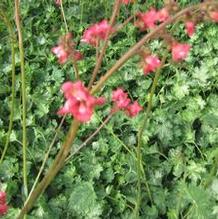Heuchera 'Dew Drops' Heuchera 'Dew Drops'