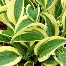Hosta 'Funny Mouse' Hosta 'Funny Mouse'