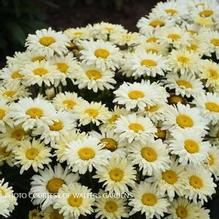 Leucanthemum 'Banana Cream II' Leucanthemum 'Banana Cream II'