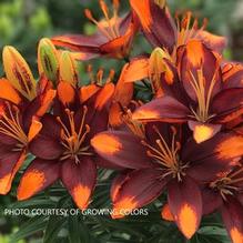 Lilium Lily Looks™ 'Tiny Lion' Lilium Lily Looks™ 'Tiny Lion'