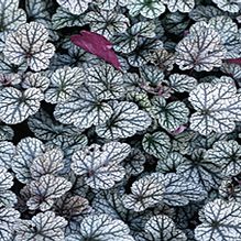 Heuchera 'Silver Scrolls' Heuchera 'Silver Scrolls'