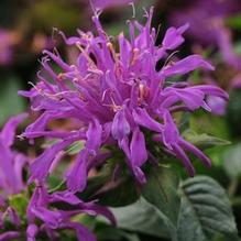 Monarda Balmy™ Lilac Monarda Balmy™ Lilac