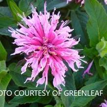 Monarda Balmy™ Pink Monarda Balmy™ Pink