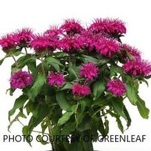Monarda Balmy™ Purple Monarda Balmy™ Purple