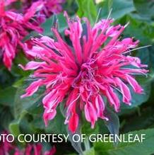 Monarda Balmy™ Rose Monarda Balmy™ Rose