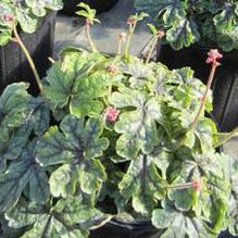 Heucherella 'Tapestry' Heucherella 'Tapestry'