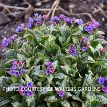 Pulmonaria 'Spot On' Pulmonaria 'Spot On'