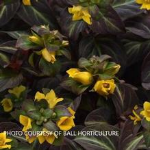 Lysimachia 'Night Light' Lysimachia 'Night Light'