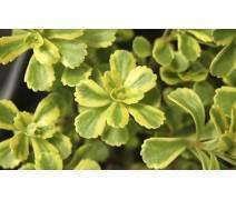 Sedum 'Cutting Edge' Sedum 'Cutting Edge'