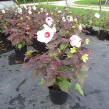Hibiscus Head Over Heels ® 'Blush' Hibiscus Head Over Heels ® 'Blush'