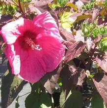 Hibiscus Head Over Heels ® 'Passion' Hibiscus Head Over Heels ® 'Passion'