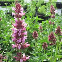 Agastache Poquito™ Lavender Agastache Poquito™ Lavender