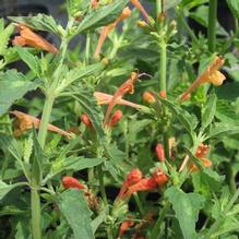 Agastache Poquito™ Orange Agastache Poquito™ Orange
