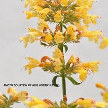 Agastache Sunrise® Yellow Agastache Sunrise® Yellow