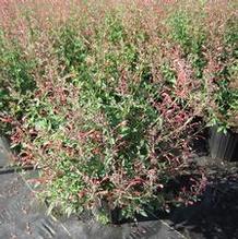 Agastache Sunrise® Red Agastache Sunrise® Red