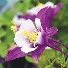 Aquilegia Earlybird™ Purple White