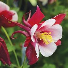 Aquilegia Earlybird™ Red White
