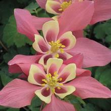 Aquilegia Spring Magic® Rose & Ivory