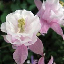 Aquilegia 'Winky Double Rose & White'