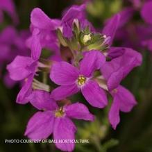 Arabis blepharophylla 'Pink' Arabis blepharophylla 'Pink'