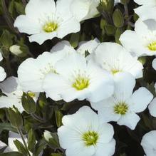 Arenaria montana 'Blizzard Compact' Arenaria montana 'Blizzard Compact'