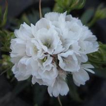 Armeria Dreameria® Dream Clouds