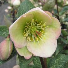 Helleborus Frostkiss® Moondance Helleborus Frostkiss® Moondance