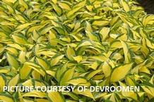 Hosta 'Forbidden Fruit' Hosta 'Forbidden Fruit'