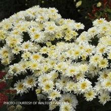 Leucanthemum 'Ice Cream Dream' Leucanthemum 'Ice Cream Dream'