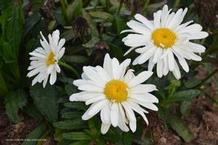 Leucanthemum 'Spoonful of Sugar' Leucanthemum 'Spoonful of Sugar'