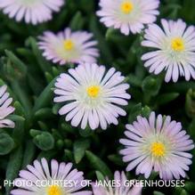 Delosperma 'Rosequartz' Delosperma 'Rosequartz'