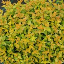 Abelia Funshine® Abelia Funshine®