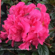 Azalea Perfecto Mundo® Double Dark Pink