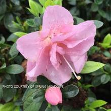 Azalea Perfecto Mundo® Double Pink