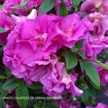 Azalea Perfecto Mundo® Double Purple