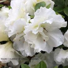 Azalea Perfecto Mundo® Double White