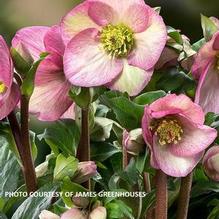 Helleborus HGC® Ice N' Roses® Rosetta Helleborus HGC® Ice N' Roses® Rosetta