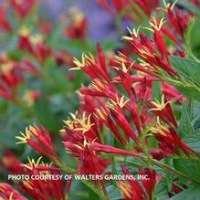 Spigelia 'Little Redhead' Spigelia 'Little Redhead'