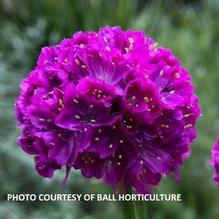 Armeria Dreameria® Vivid Dreams
