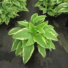 Hosta 'Antioch' Hosta 'Antioch'