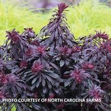 Euphorbia Hybrid 'Miner's Merlot'