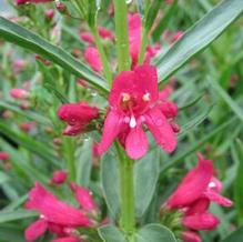 Penstemon 'Pristine Deep Rose'