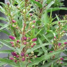 Penstemon 'Pristine Nightshade'