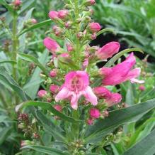 Penstemon 'Pristine Princess Pink'