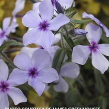 Phlox divaricata 'Chattahoochee'